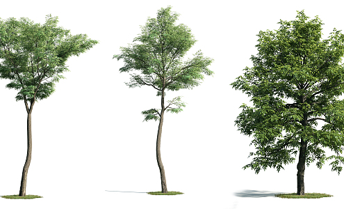 The Modern Tree 3d model