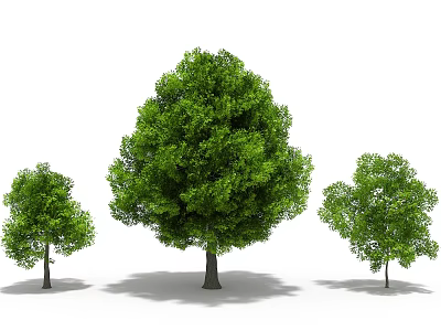 Modern Trees Trees 3d model Modern Trees Trees 3d model