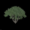 Lush Green Tree With Multiple Trunks And Dense Leafy Canopy 3d model
