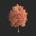 Tall Arbor With Vibrant Orange Foliage Against Black Background 3d model