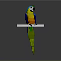 Vibrant Colorful Parrot with Bright Feathers Perched on White Bar Against Gray Background