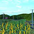 Swing Door in Sunflower Field with Green Hills Trees and Blue Sky White Clouds
