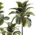 Potted Plants With Large Green Leaves In White Textured Pots Arranged In Different Sizes