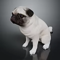 Cute Pug Dog Sitting On Reflective Surface With White And Black Coat Against Dark Background