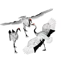 Modern Crane Red-crowned Crane 3d model