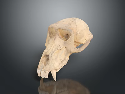 Animal Skull with Pale Bone Structure and Visible Teeth on Dark Reflective Surface 3d model