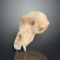 Animal Skull with Pale Bone Structure and Visible Teeth on Dark Reflective Surface 3d model