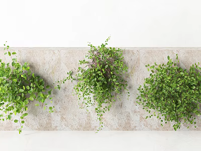 Modern Vine Climbing Vine Plant 3d model