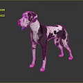 Great Dane Dog With Black And White Spotted Coat Standing On Grey Background With Reflection