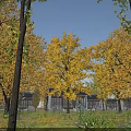 Autumn Scenery With Tall Trees Yellow Orange Leaves Buildings And Green Grass Under Blue Sky