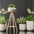 Bonsai Potted Plants With Ceramic Pots On Wooden Stand And Fresh Green Leaves