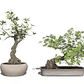 Bonsai Trees With Curved Trunks Exposed Roots Lush Leaves In Round And Rectangular Light Pots 3d model
