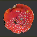 Detailed Human Skin Organ With Natural Hair Follicles And Smooth Texture