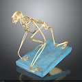 Animal Skeleton Educational Anatomical Model With Detailed Bone Structure And Blue Base 3d model