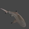 Realistic Shark 3D Model with Detailed Features and Swimming Pose on Black