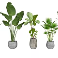 Different Bonsai Potted Plants With Textured Pots Varied Leaf Shapes and White Background