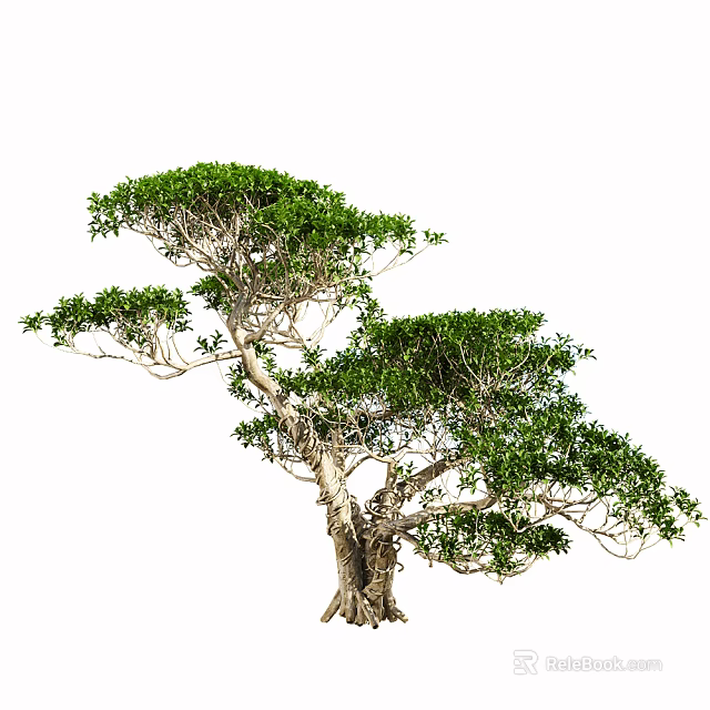 Elegant Arbor With Twisted Branches Lush Green Foliage And Unique Shape 3d model 