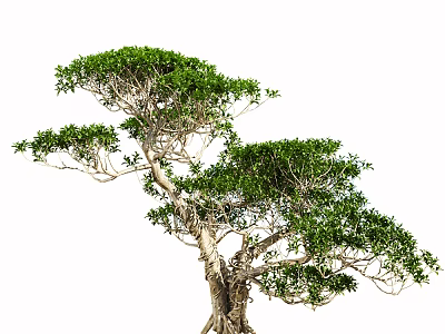 Elegant Arbor With Twisted Branches Lush Green Foliage And Unique Shape 3d model