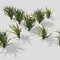 Green Leafy Plant Clusters With White Daisy Flower In Center