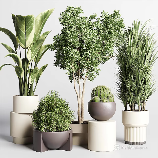 Various Decorative Indoor Potted Bonsai Plants With Different Pots And Green Foliage 3d model 
