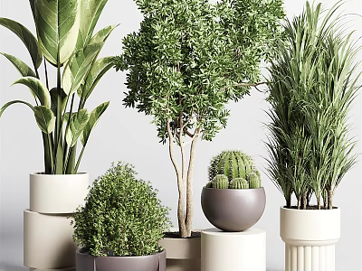 Various Decorative Indoor Potted Bonsai Plants With Different Pots And Green Foliage 3d model