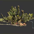 Cactus Plant With Green Pads Yellow Flowers And Sandy Base