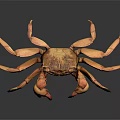 Brown Crab With Orange Pincers And Multiple Legs Displayed On Dark Background Exhibiting Fine Texture