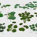 Aquatic Plants Collection With Lotus Lily Pads Green Leaves And Pink Flowers