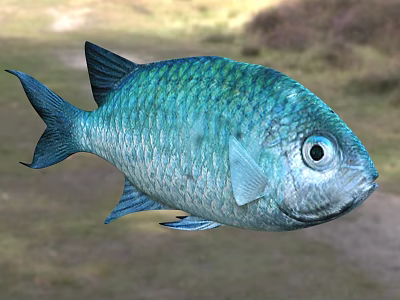 Vibrant Blue Aquatic Fish With Shiny Metallic Scales And Large Round Eyes 3d model