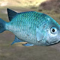 Vibrant Blue Aquatic Fish With Shiny Metallic Scales And Large Round Eyes