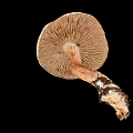 Whole Fresh Healthy Mushroom Vegetable with Natural Stem and Round Cap Structure