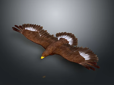 Majestic Eagle Flying With Spread Wings And Brown White Feathers On Grey Background 3d model
