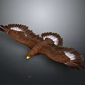 Majestic Eagle Flying With Spread Wings And Brown White Feathers On Grey Background