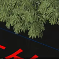 Xiaoxian Oleander Tree Varieties With Lush Green Foliage And Different Growth Sizes For Landscaping