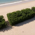 Trimmed Green Shrubs Growing On Sandy Beach With Ocean Waves 3d model