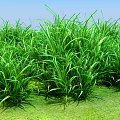 Lush Green Grass Field With Fresh Natural Foliage Under Clear Blue Sky