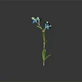 Single Blue Flower Plant With Green Stem And Leaves On Dark Background