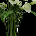 Fresh White Calla Lilies Arranged in Transparent Glass Vase with Green Leaves