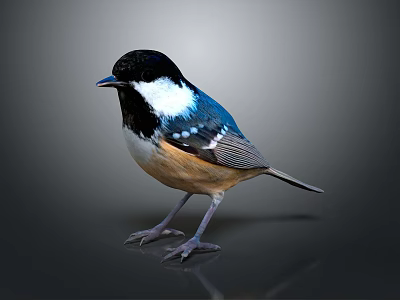 Vibrant Bird with Black Head White Neck Blue Back and Brown Belly on Gray Reflective Surface 3d model