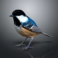 Vibrant Bird with Black Head White Neck Blue Back and Brown Belly on Gray Reflective Surface