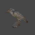 Realistic Woodpecker Taxidermy Specimen Perched On Natural Branch