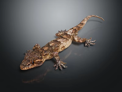 Gecko With Rough Textured Skin Brown Gray Spots On Smooth Dark Reflective Surface View 3d model