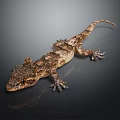 Gecko With Rough Textured Skin Brown Gray Spots On Smooth Dark Reflective Surface View
