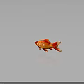 Bright Red And Orange Goldfish With Shiny Scales Flowing Fins And Reflection On Dark Background