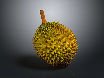 Fresh Whole Yellow Spiky Durian Fruit With Brown Stem On Gray Background 3d model