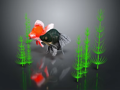 Two Vibrant Goldfish Red And Black Swimming Among Green Aquatic Plants In Underwater Scene 3d model