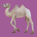 The Modern Camel 3d model