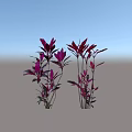 Vibrant Red Pink Shrubs With Tall Stems And Colorful Leaves