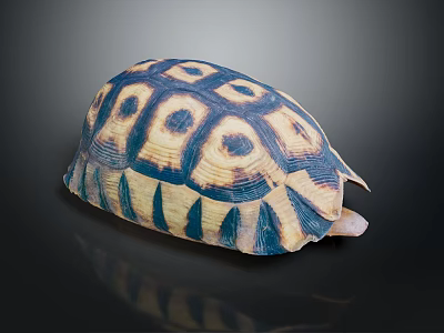 Turtle With Vibrant Blue And Yellow Hexagonal Patterned Shell On Black Background 3d model