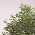 Modern Tree Big Tree 3d model